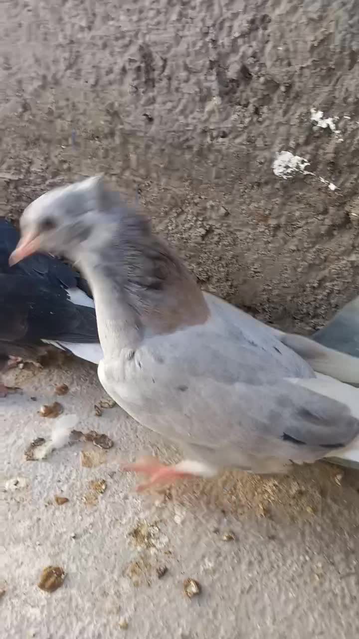 سه عدد جوجه دم سفید|پرنده|اسفراین, |دیوار