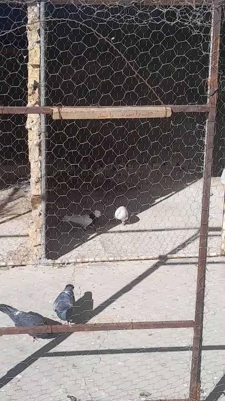 طوقی نر|پرنده|اردکان, |دیوار