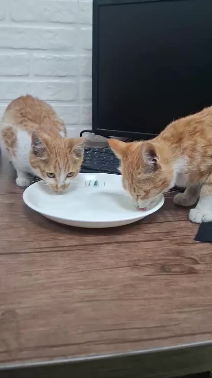 واگذاری بچه گربه|گربه|احمدآبادمستوفی, |دیوار