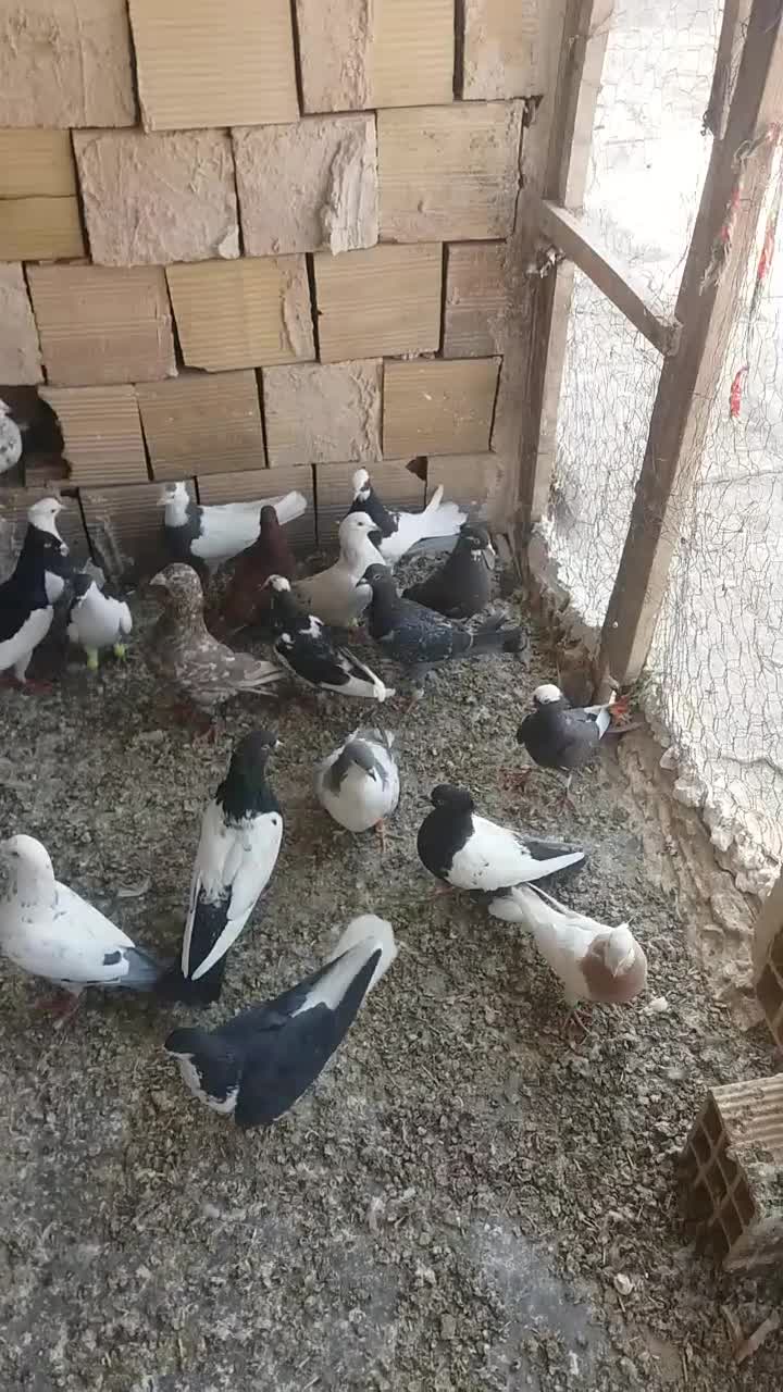 فروش فوری فوری|پرنده|تاکستان, |دیوار