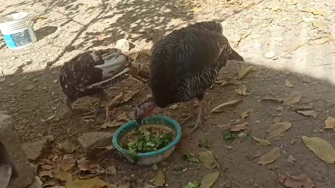 بوقله نر و ماده هفت ماهه واکسن زده|حیوانات مزرعه|یاسوج, |دیوار