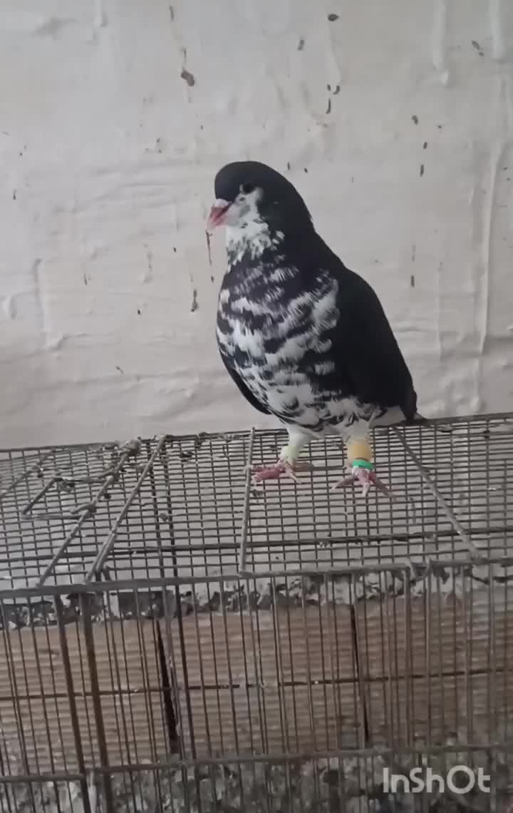 دوبال افشون دوبال سبز|پرنده|شوش, |دیوار