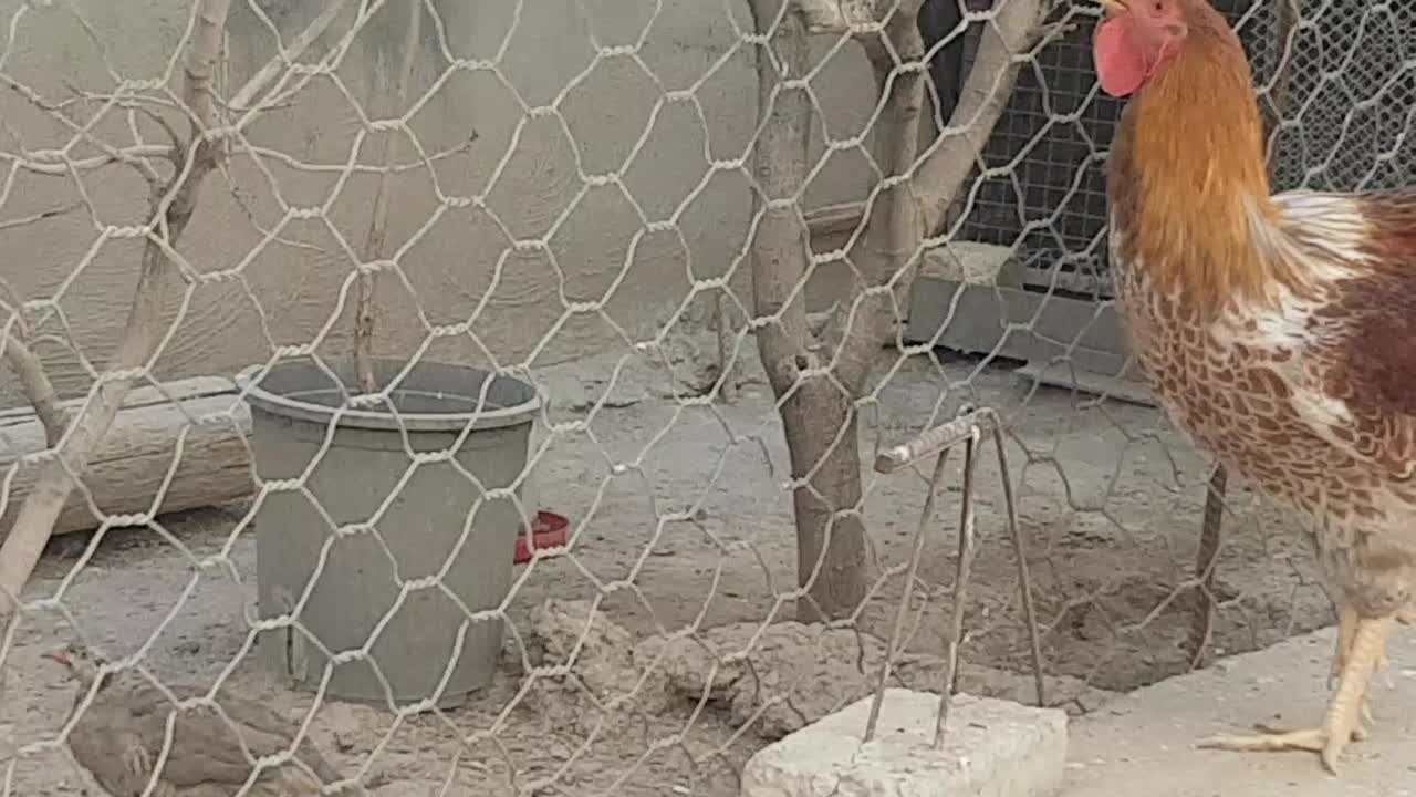 جوجه چهار ماهه پرورشی|پرنده|گیلان غرب, |دیوار