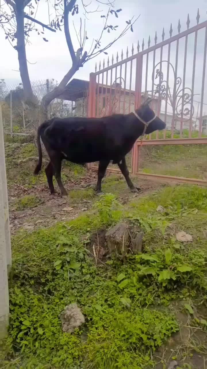 گاو شکم دار|حیوانات مزرعه|تالش, هشتپر|دیوار