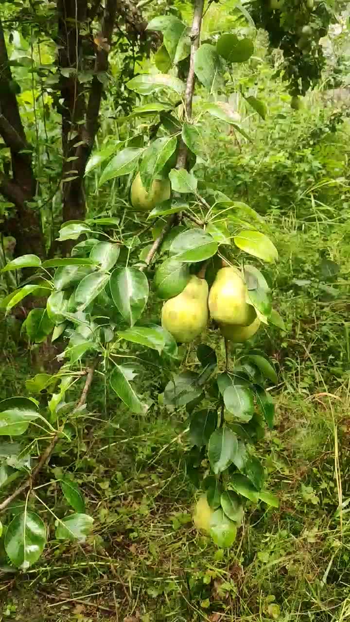 واگذاری درخت گلابی|خدمات باغبانی و درختکاری|رشت, شهرک صبا|دیوار