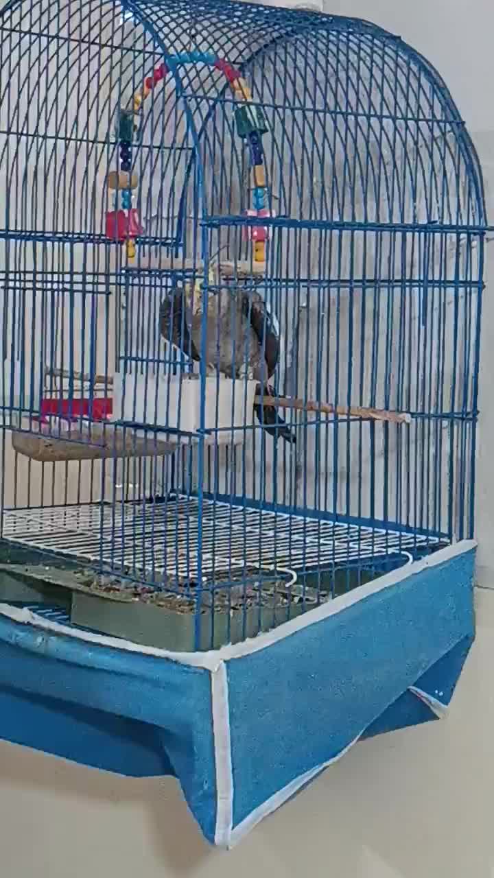 عروس هلندی سخن گو|پرنده|گرگان, |دیوار