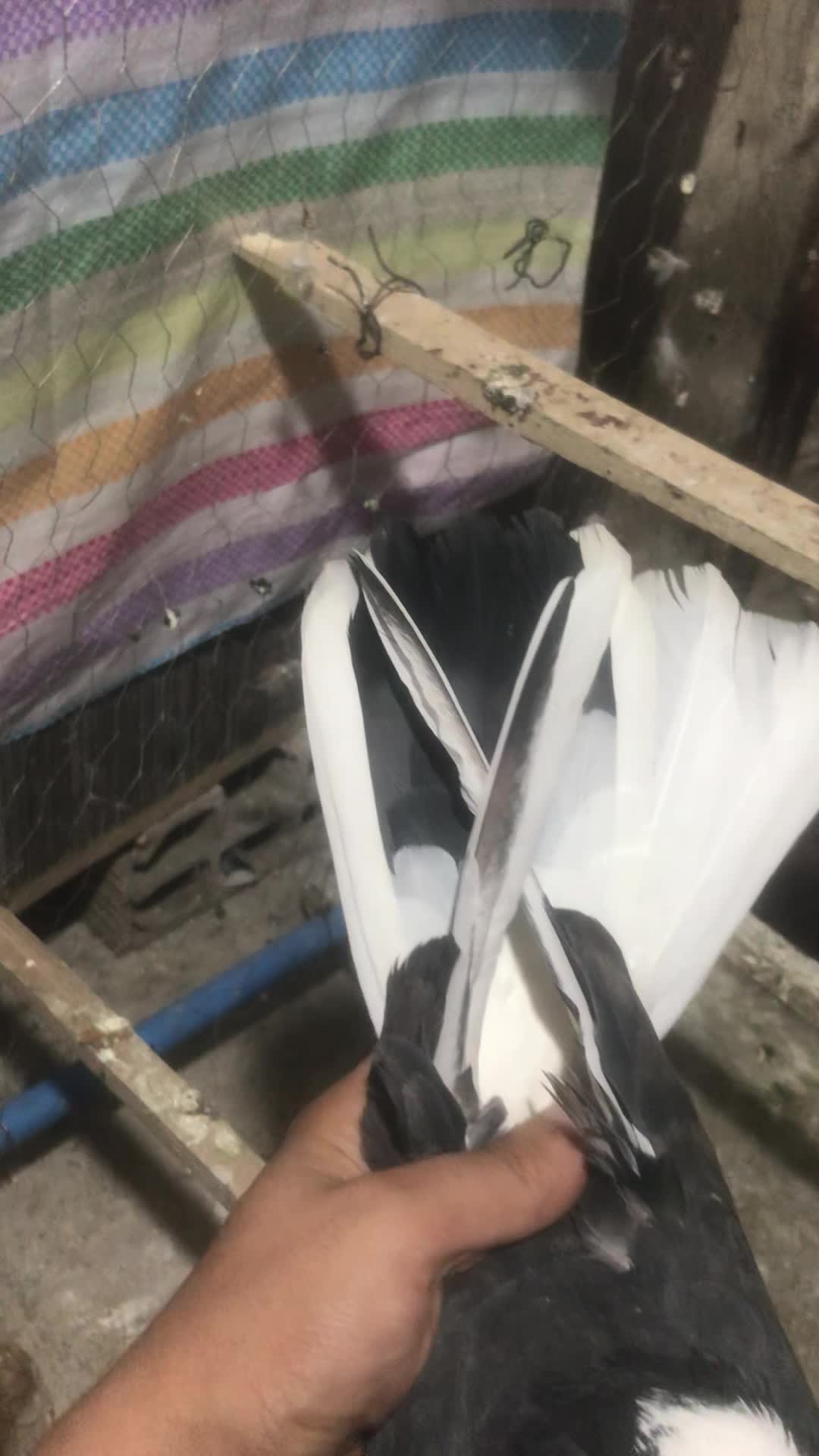 نر ابلغ عالی|پرنده|تهران, خزانه|دیوار