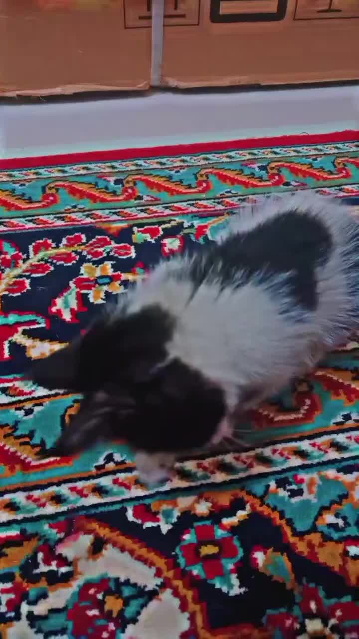 بچه‌گربه|گربه|مشهد, طبرسی شمالی|دیوار