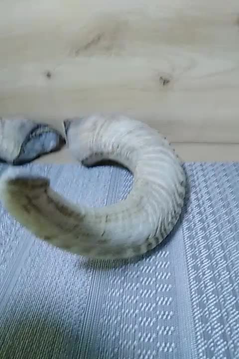 شاخ قوچ|کلکسیون اشیاء عتیقه|تهران, شهرک محلاتی|دیوار