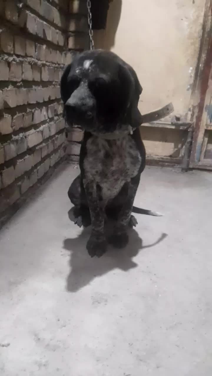 سگ شکاری معاوضه با کبوتر|سگ|گنبد کاووس, |دیوار