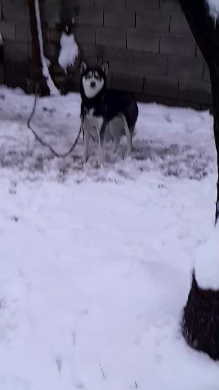 سگ خارجی اسم هاسکی|سگ|سلیمان, |دیوار