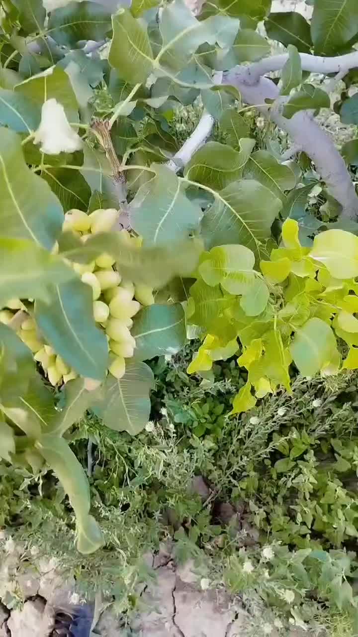 پسته|خدمات باغبانی و درختکاری|شهرآباد, |دیوار