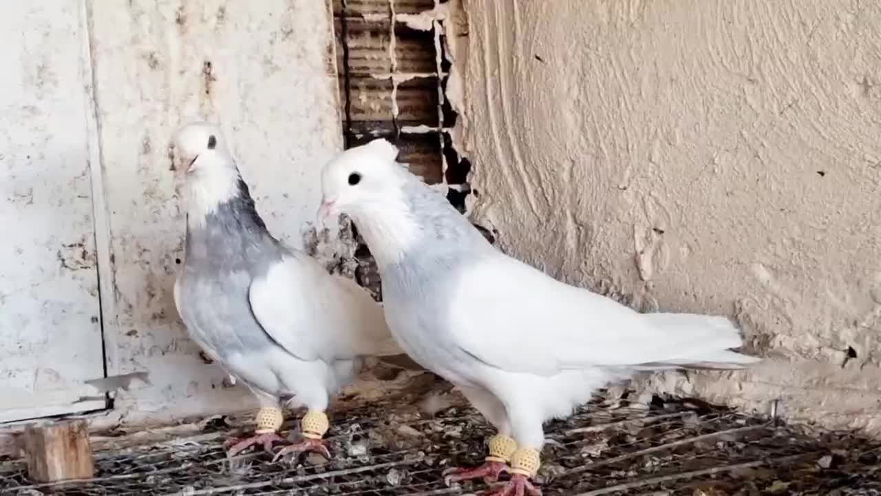 رنگه|پرنده|مشهد, شهرک بهارستان|دیوار