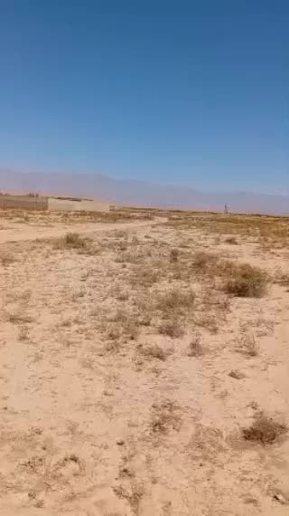 اسب|اسب و تجهیزات اسبسواری|نیشابور, دربقاضی|دیوار