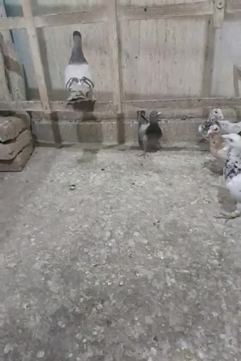 طوقی|پرنده|الوند, |دیوار