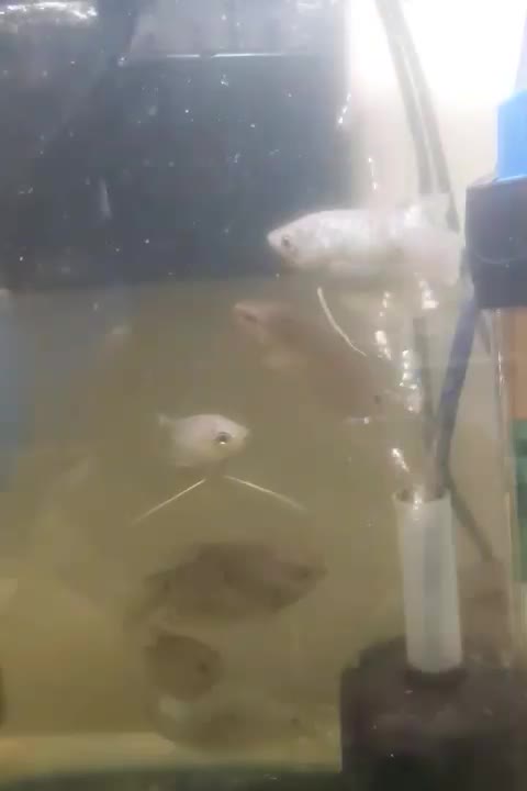 ماهی گورامی پرل و گورامی دوخال و گورامی عسلی زرد|ماهی|سهند, |دیوار