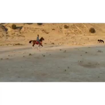 اسب|اسب و تجهیزات اسبسواری|شیراز, بید زرد|دیوار