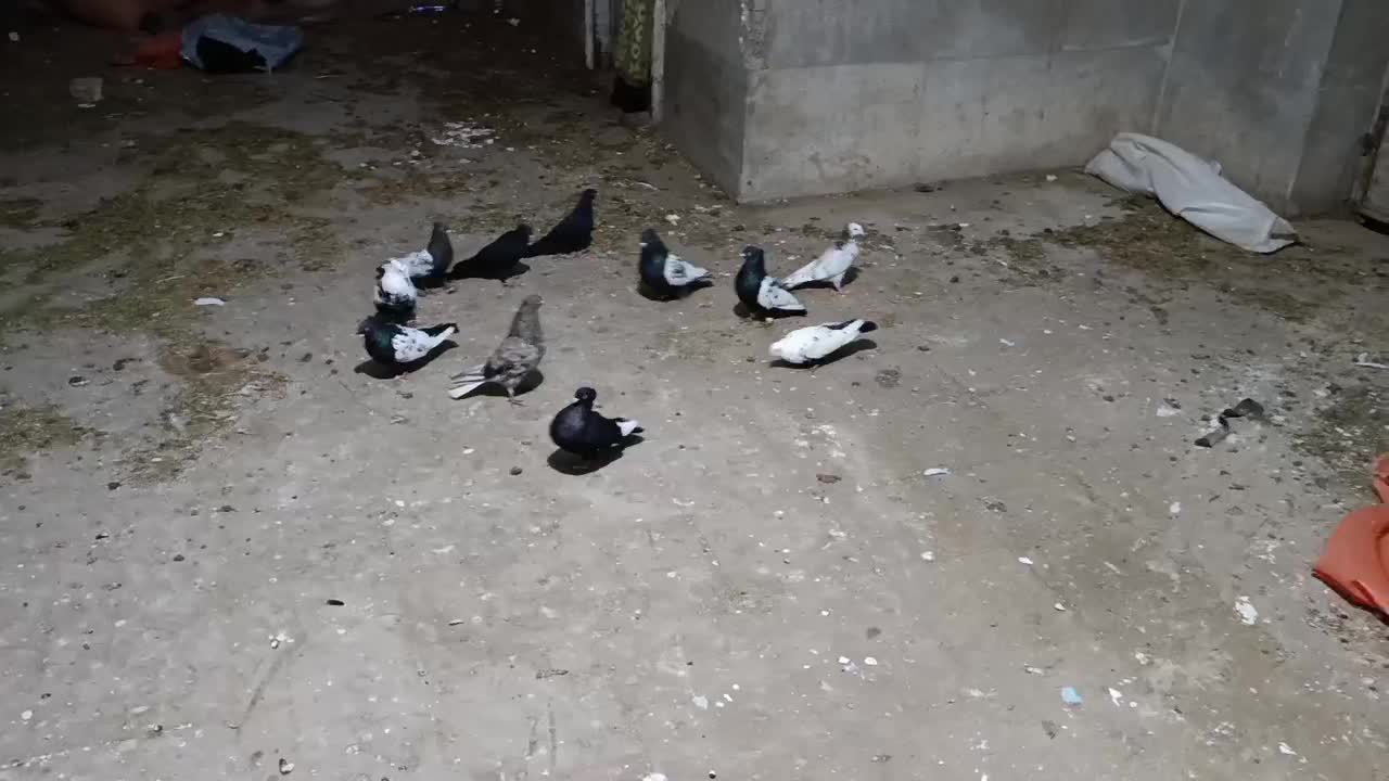 سینه|پرنده|مرودشت, کناره|دیوار