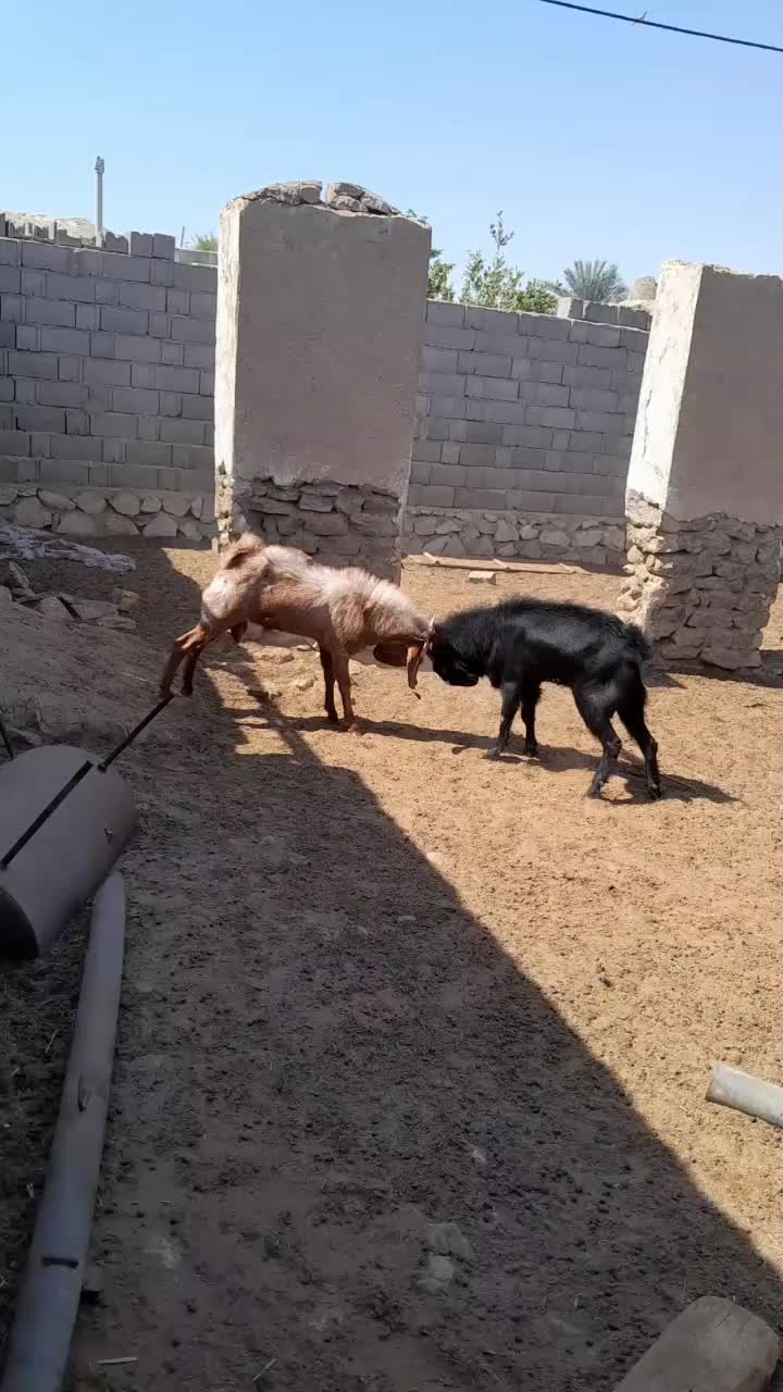 کهره نر (پازن )|حیوانات مزرعه|اهرم, |دیوار