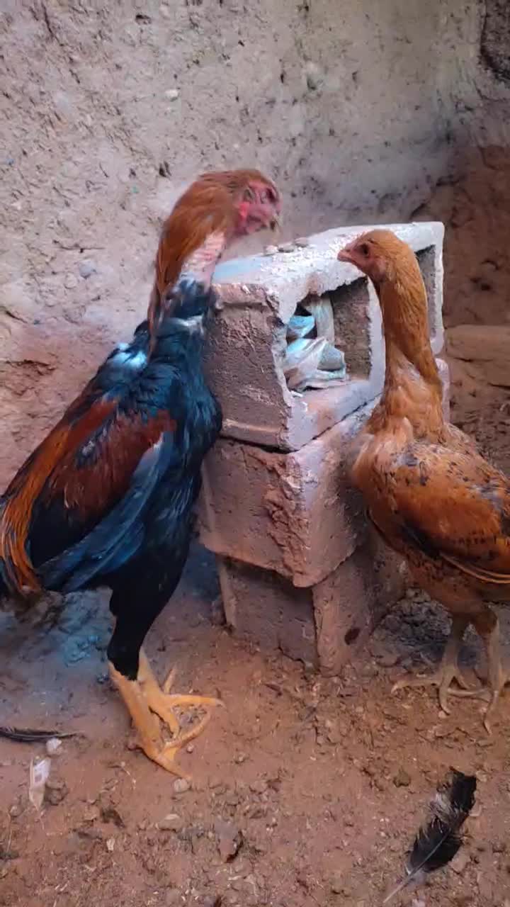 تخم مرغ لاری|حیوانات مزرعه|خواف, |دیوار