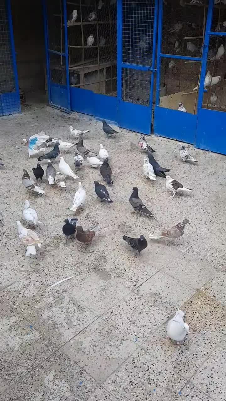 ۳۵ عدد یک‌جایی نر و ماده جوان  و قلمه|پرنده|تهران, شیوا|دیوار