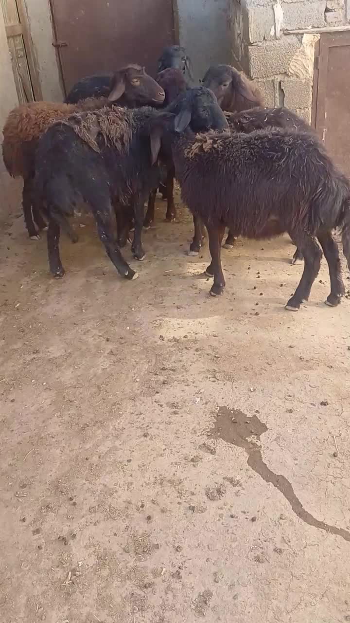 بره ماده قره قزل و افشاری|حیوانات مزرعه|اردبیل, |دیوار