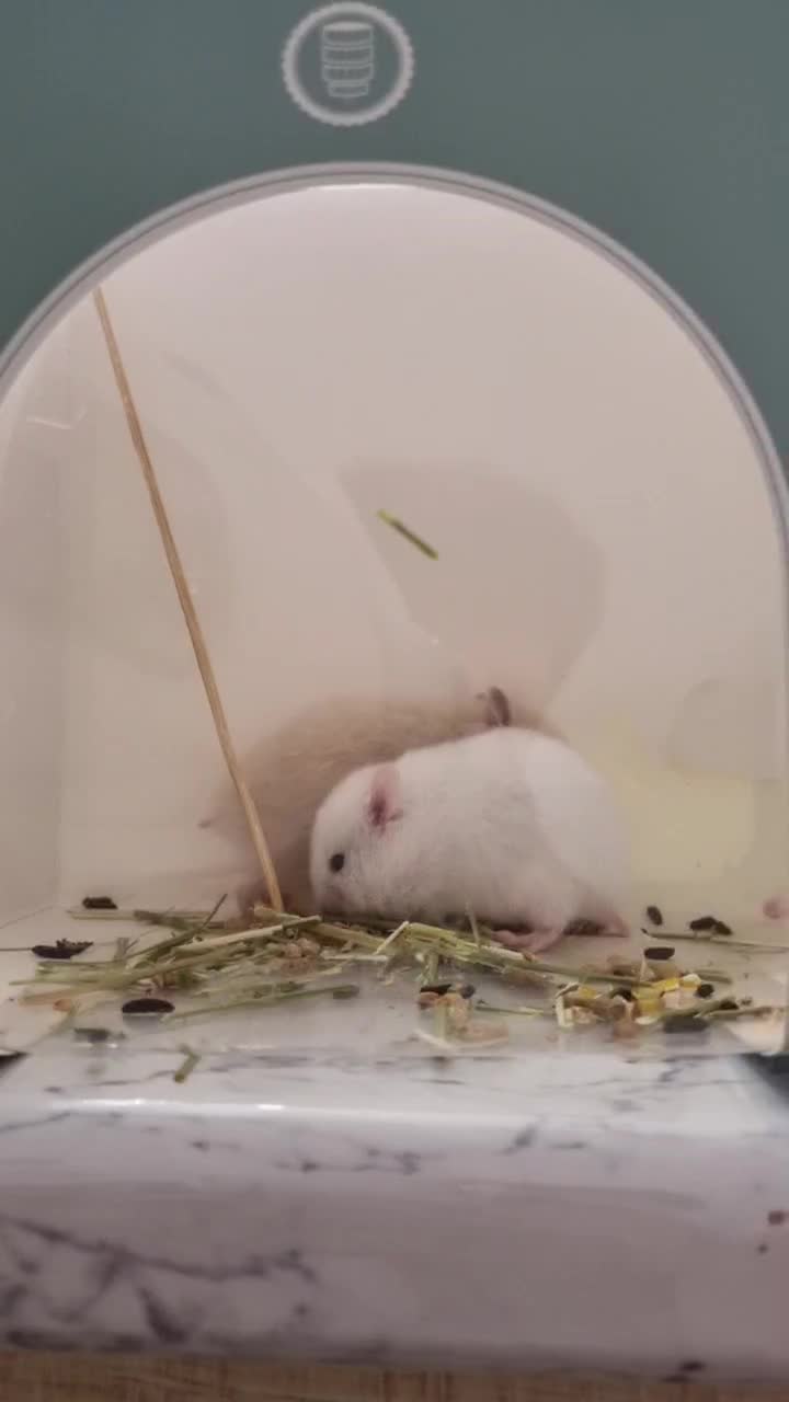 همستر کوچک|موش و خرگوش|اصفهان, بهارستان|دیوار