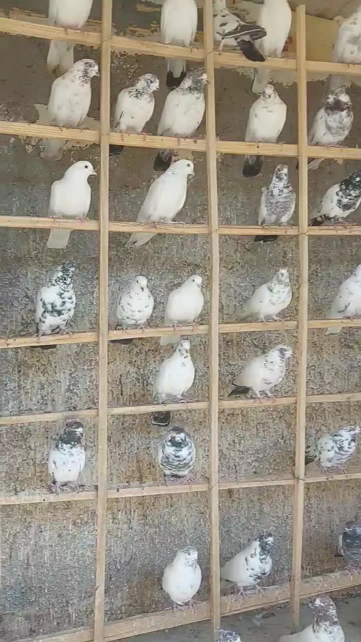 اصل کفتر گروی|پرنده|آران و بیدگل, |دیوار