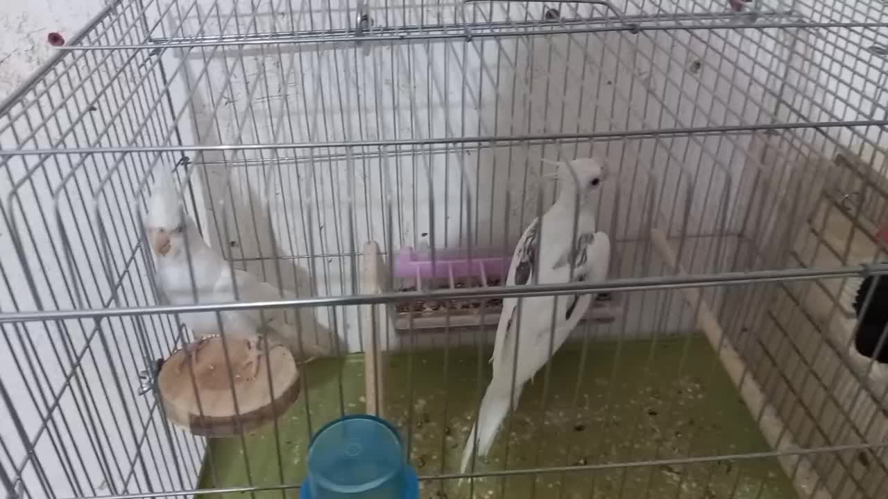 جفت عروس هلندی دوکت آلبینو زیبا و سرحال و جوان.|پرنده|جم, |دیوار