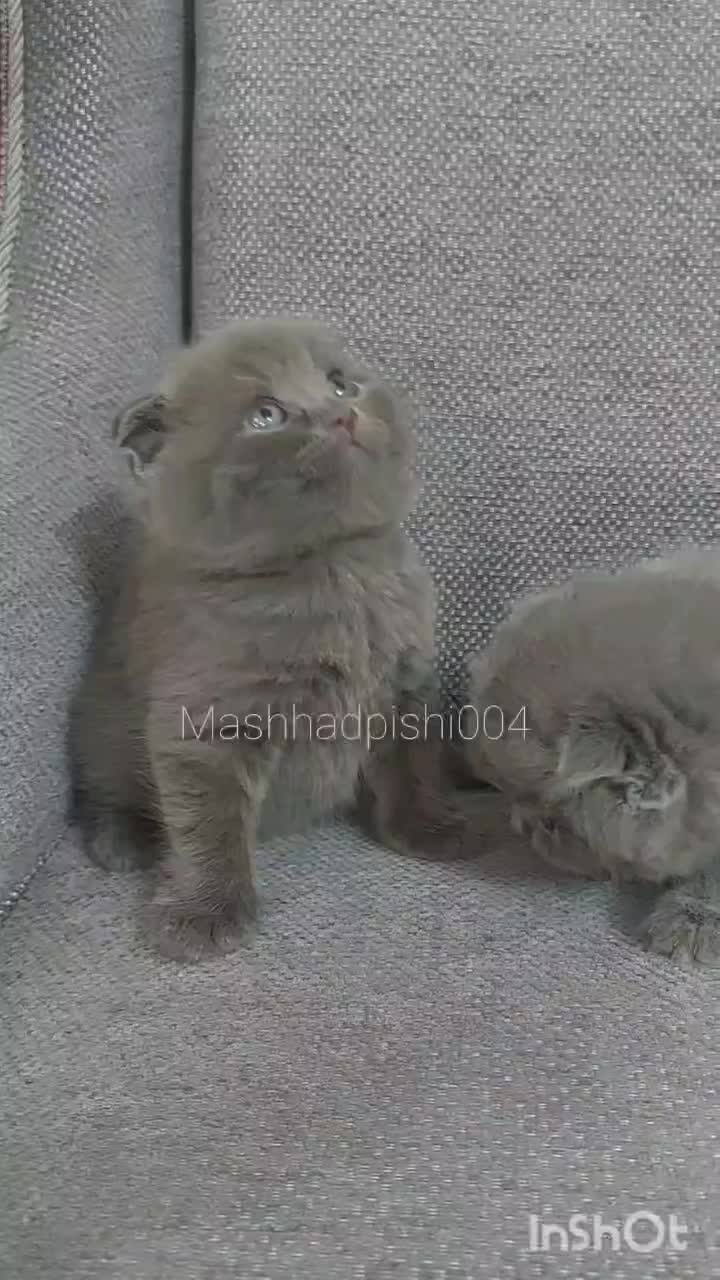 گربه های جذاب|گربه|تهران, مولوی|دیوار