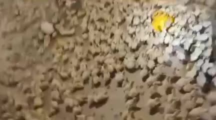 فروش بوقلمون بیوتی۶|حیوانات مزرعه|قم, بلوار امین و ساحلی|دیوار