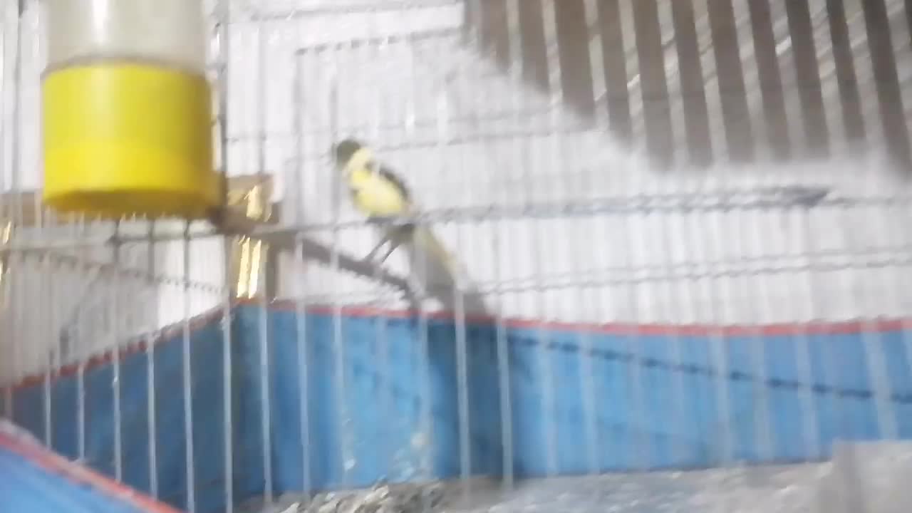 قناری ماده ابلق مست مست|پرنده|کرمان, |دیوار