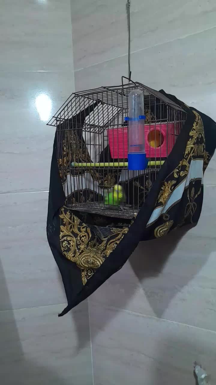 مرغ عشق رام|پرنده|سنندج, |دیوار