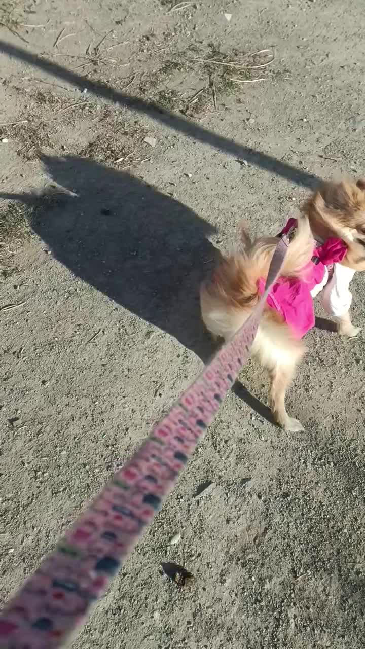 پامرین ماده|سگ|کرج, شهرک جهاننما|دیوار