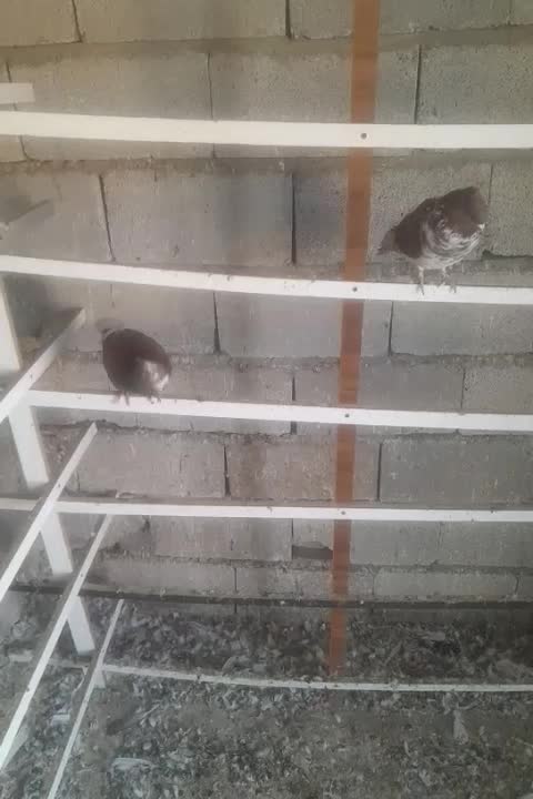 کبوتر پرشی|پرنده|پلدشت, |دیوار