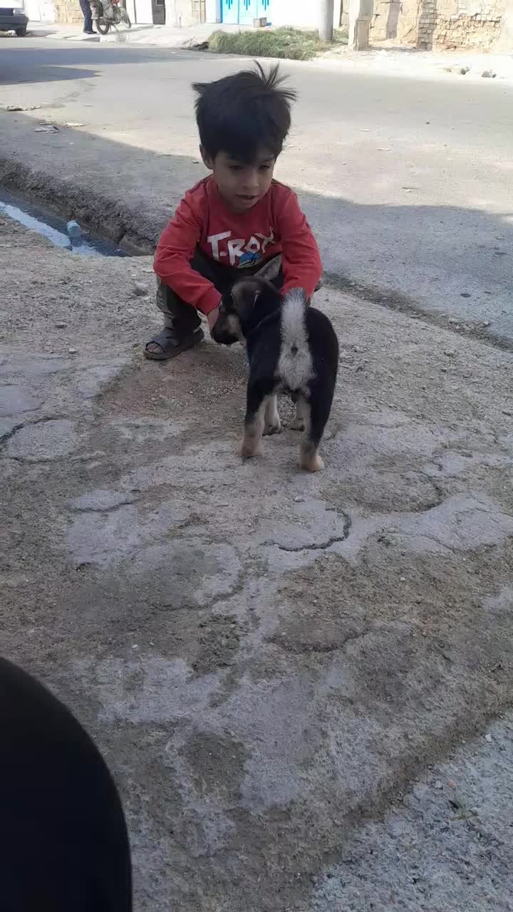 سگ فی ۱۵۰۰|سگ|بندر ماهشهر, |دیوار