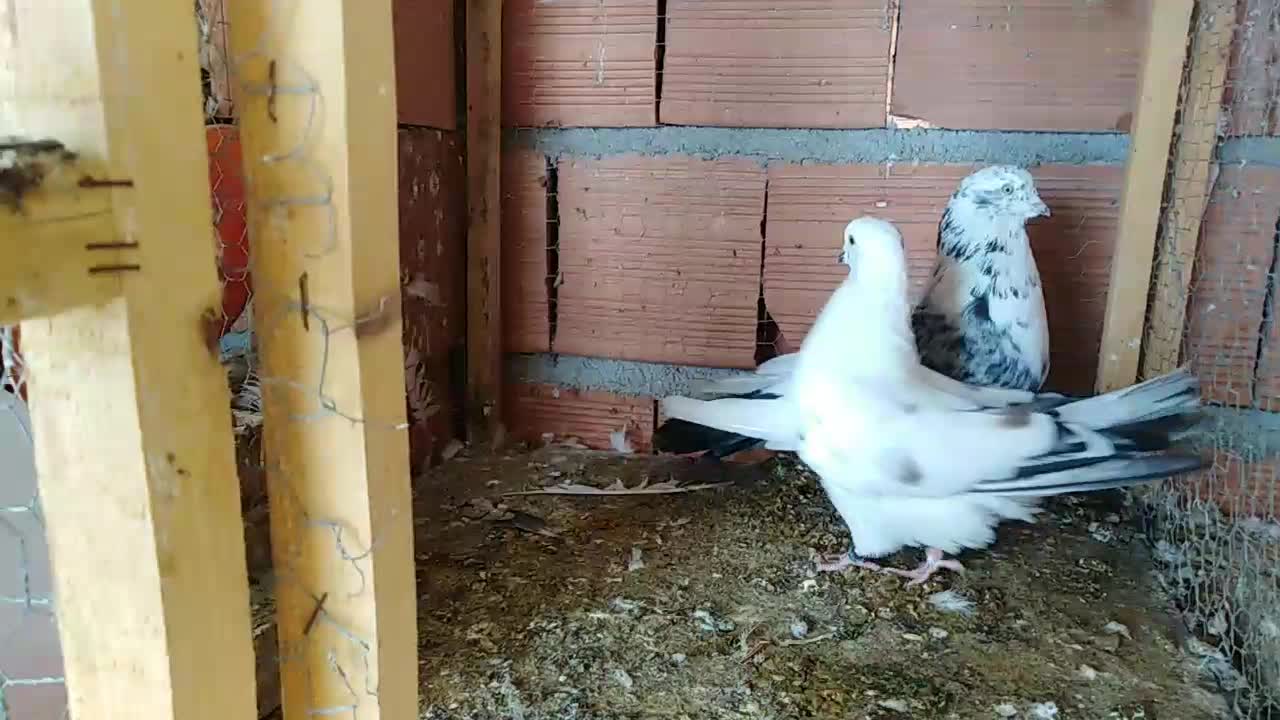 یک جفت کبوتر شمرونی گردن کلفت|پرنده|قائم‌شهر, |دیوار