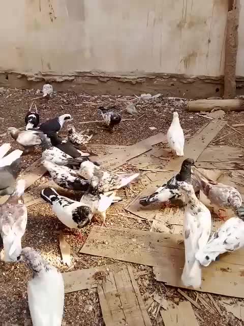 کبوتر|پرنده|قشم, |دیوار