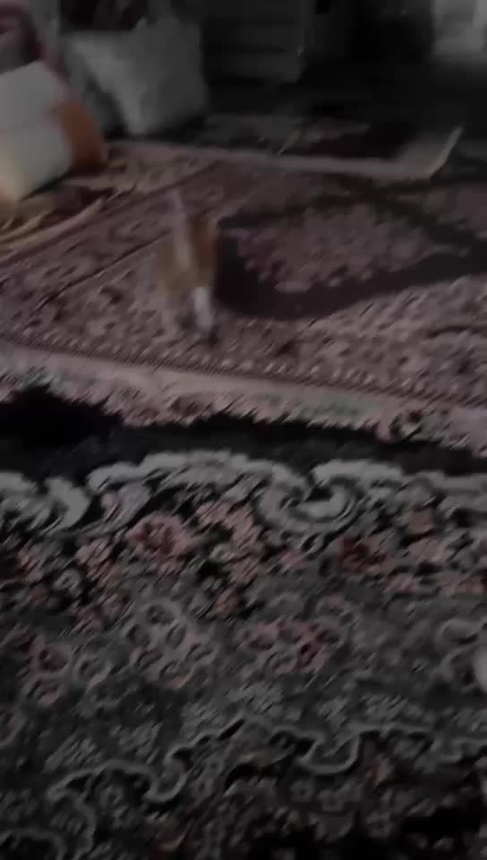 گربه پرشین|گربه|ارومیه, |دیوار