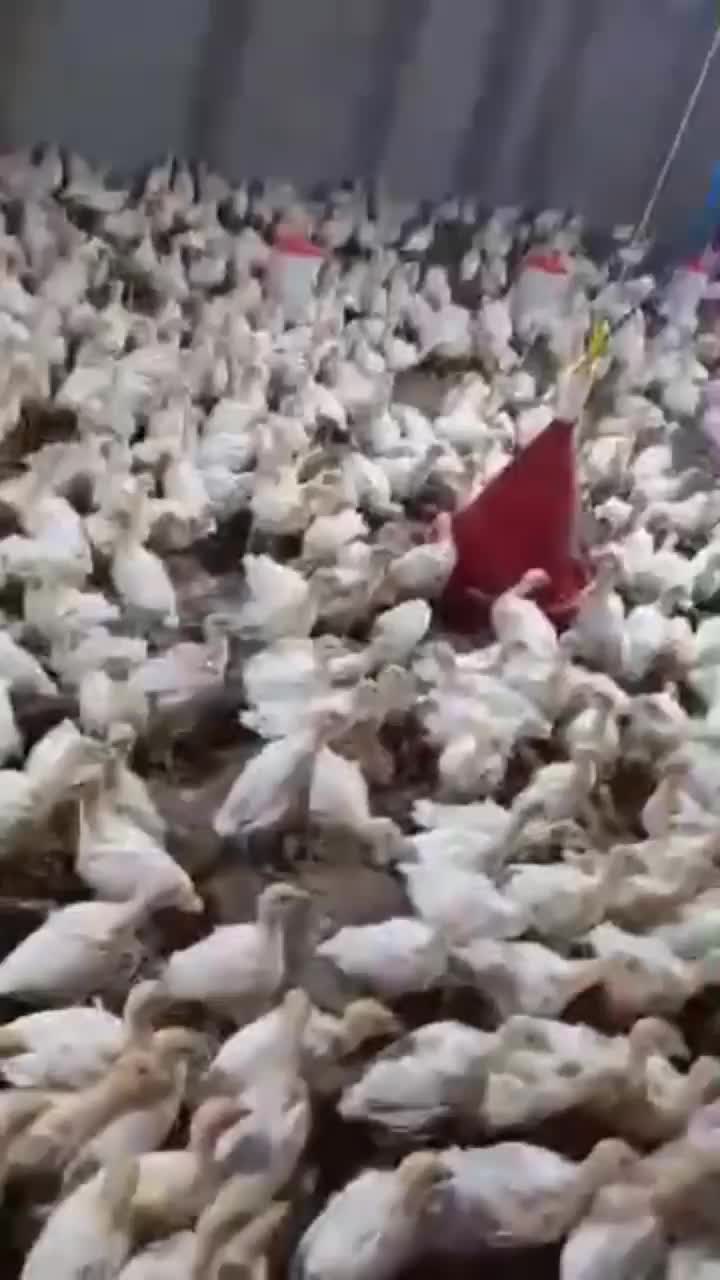 نیمچه بوقلمون بیوتی|حیوانات مزرعه|آباده, |دیوار