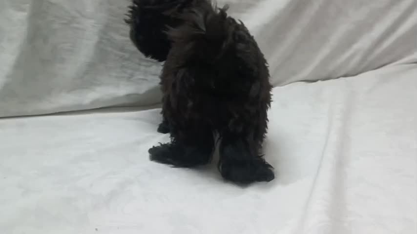 پودل|سگ|اصفهان, شهید رجایی|دیوار