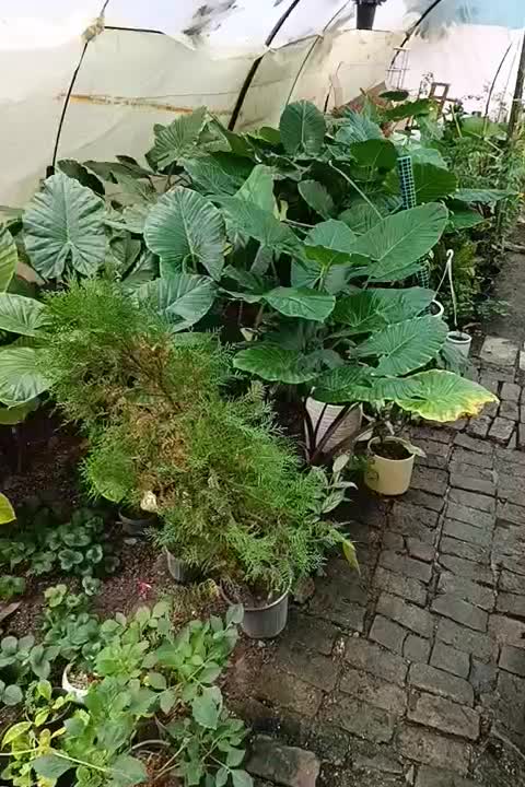 فروش بابا آدم های یک‌ونیم‌ودومتری|گل و گیاه طبیعی|مشگین شهر, |دیوار