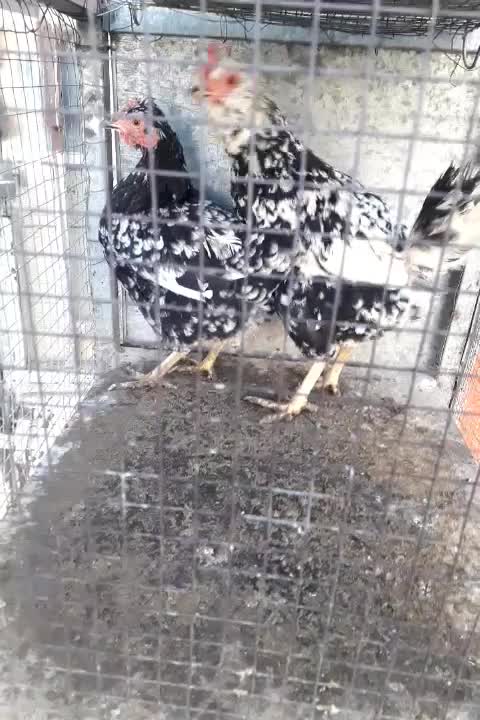 مرغ گلین و مرغ و خروس برهما|حیوانات مزرعه|مبارکه, |دیوار