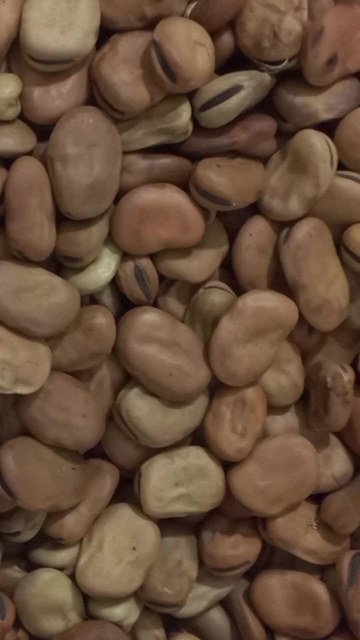 بذرباقلا زودرس هیستال|عمده‌فروشی|خان ببین, |دیوار