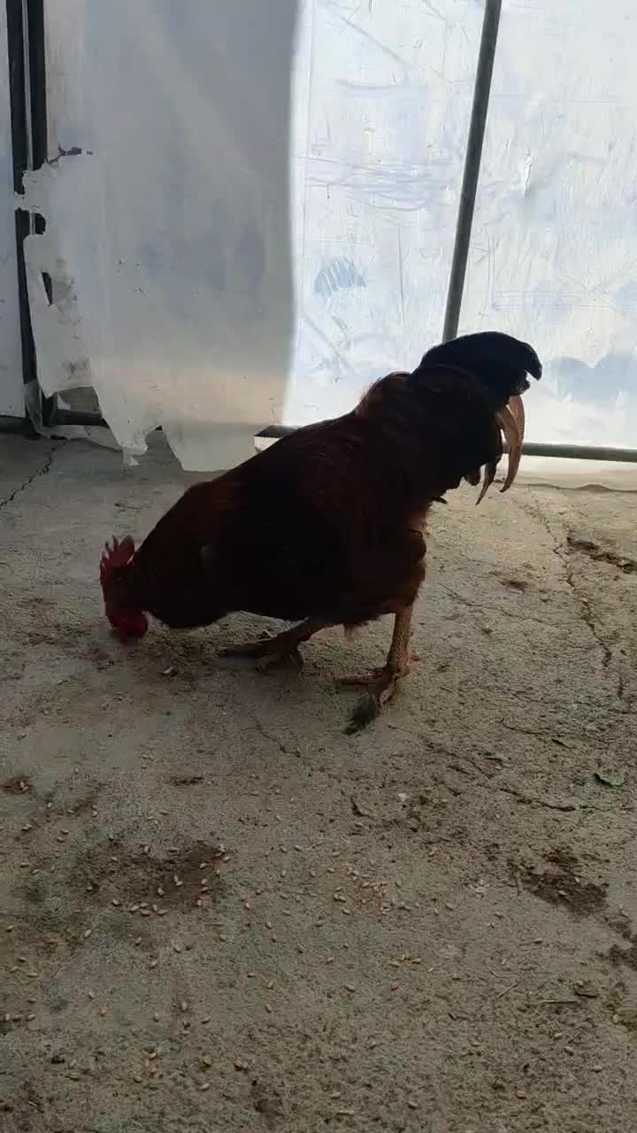 خروس محلی|حیوانات مزرعه|هشتگرد, شهرک گلخانه|دیوار