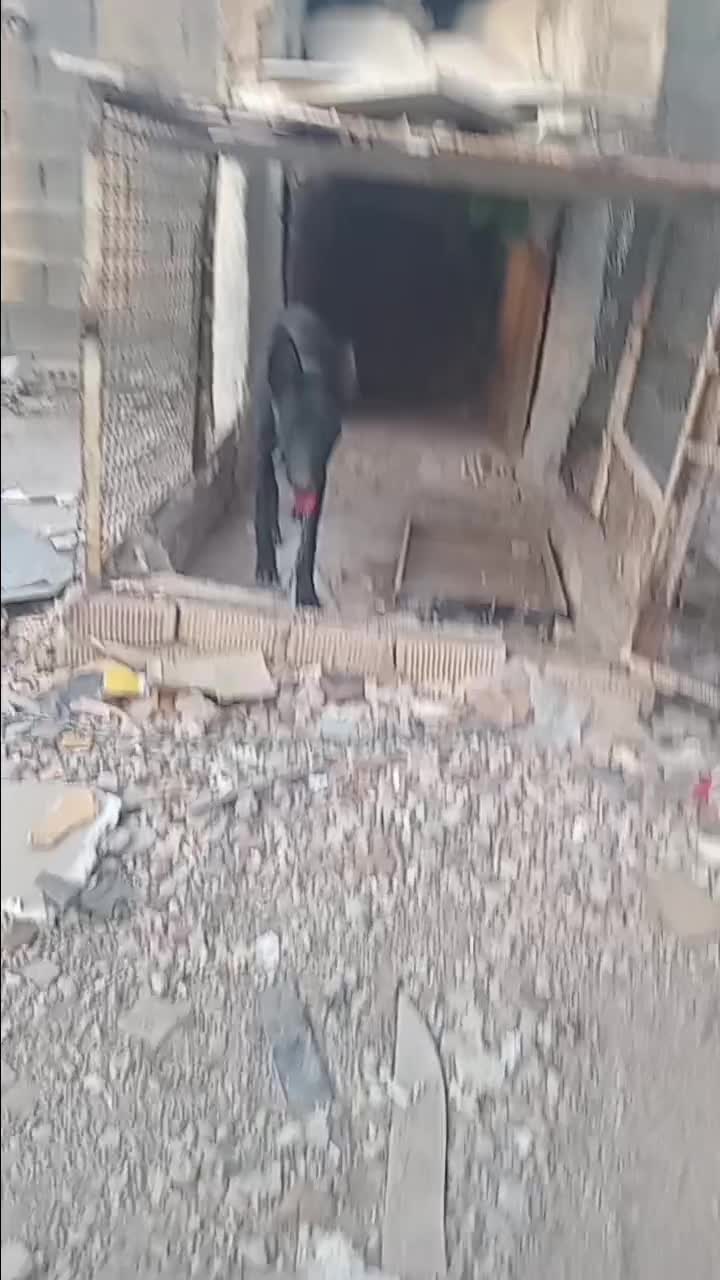 توله ژرمن|سگ|مرودشت, ابوذر شمالی‎|دیوار