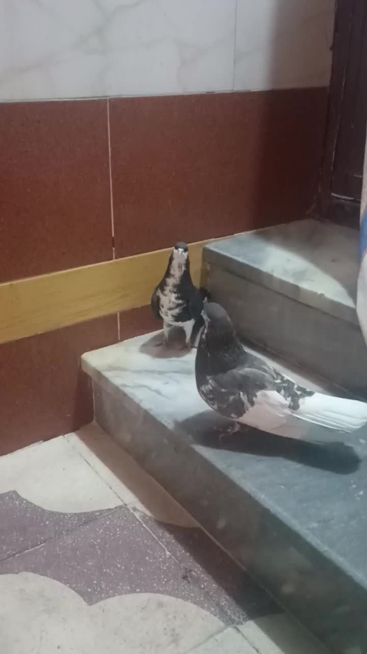 کبوتر شهری|پرنده|شیراز, شهرک مهرگان|دیوار