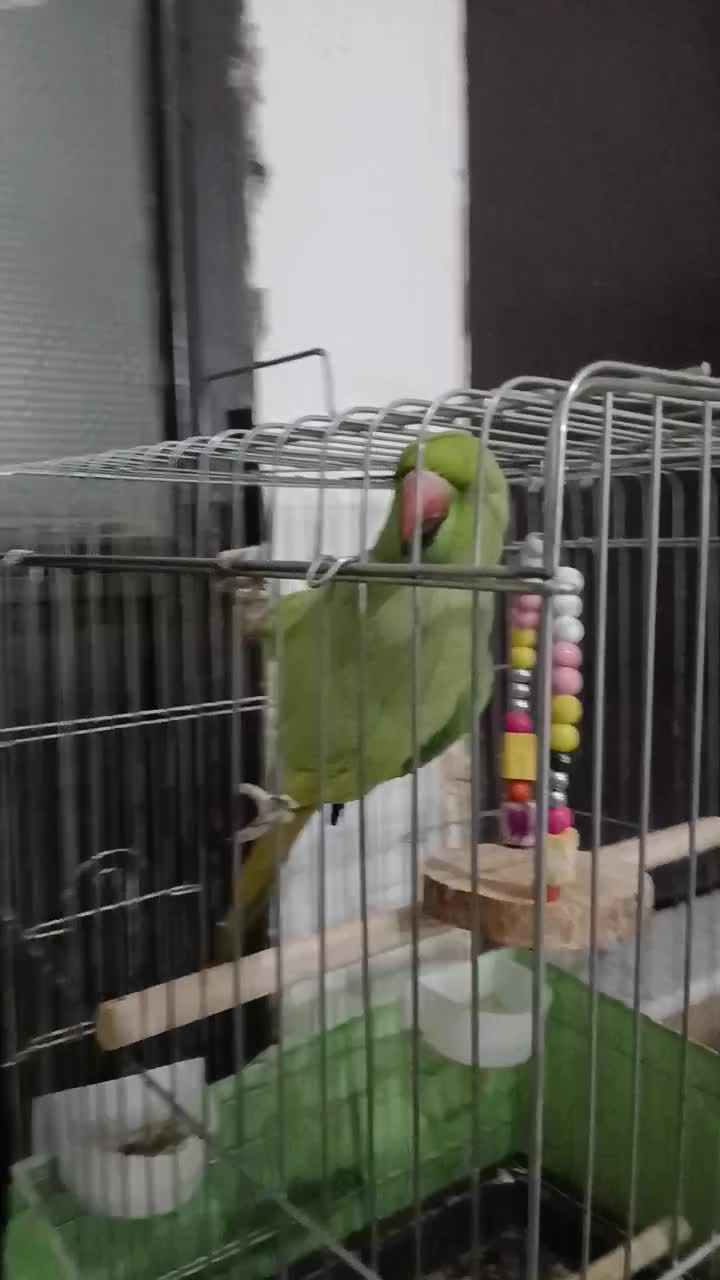 طوطی|پرنده|مشکیندشت, |دیوار