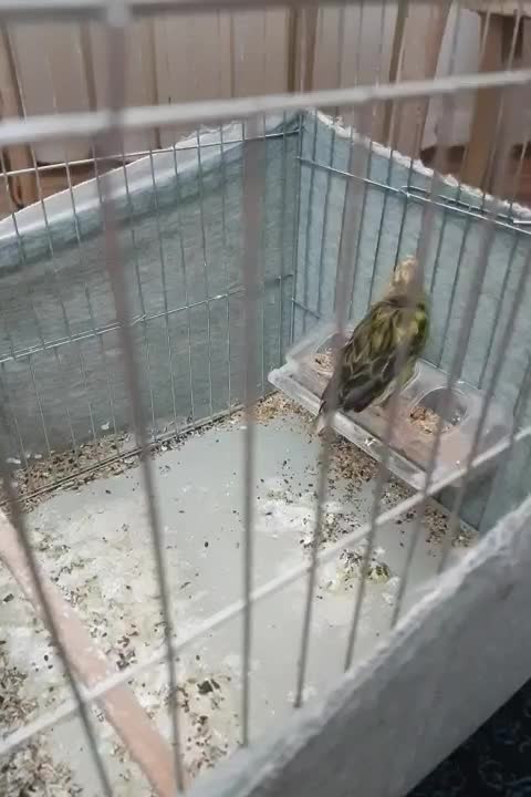 ماده سبز|پرنده|شاهدشهر, |دیوار