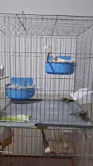 فروش قناری|پرنده|اردکان, |دیوار